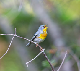 A small warbler of the upper canopy, the Northern Parula can be found in boreal forests of Quebec. It nests in Canada in June and July and after returns south to spend the winter.