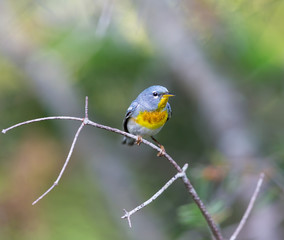 A small warbler of the upper canopy, the Northern Parula can be found in boreal forests of Quebec. It nests in Canada in June and July and after returns south to spend the winter.