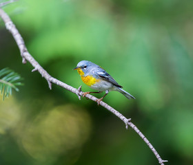 Obraz premium A small warbler of the upper canopy, the Northern Parula can be found in boreal forests of Quebec. It nests in Canada in June and July and after returns south to spend the winter.