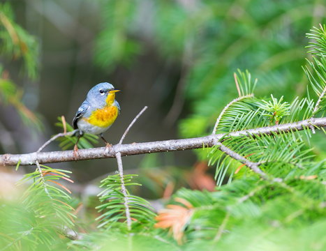 A small warbler of the upper canopy, the Northern Parula can be found in boreal forests of Quebec. It nests in Canada in June and July and after returns south to spend the winter.