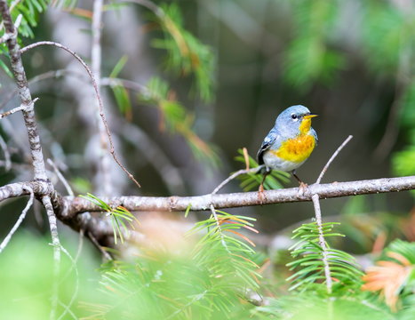 A small warbler of the upper canopy, the Northern Parula can be found in boreal forests of Quebec. It nests in Canada in June and July and after returns south to spend the winter.