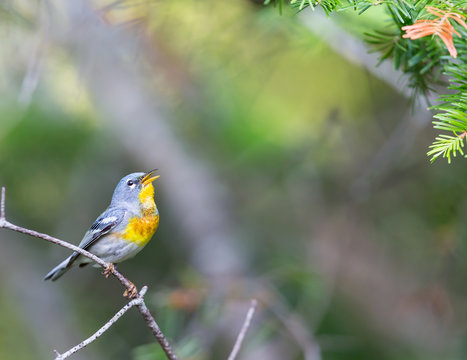 A small warbler of the upper canopy, the Northern Parula can be found in boreal forests of Quebec. It nests in Canada in June and July and after returns south to spend the winter.