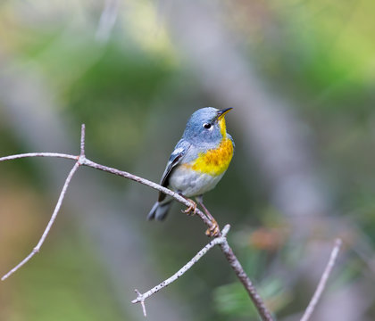 A small warbler of the upper canopy, the Northern Parula can be found in boreal forests of Quebec. It nests in Canada in June and July and after returns south to spend the winter.
