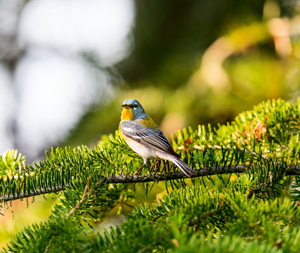 A small warbler of the upper canopy, the Northern Parula can be found in boreal forests of Quebec. It nests in Canada in June and July and after returns south to spend the winter.