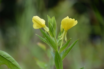 メマツヨイグサ/美肌効果・加齢臭軽減