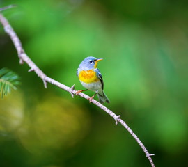 A small warbler of the upper canopy, the Northern Parula can be found in boreal forests of Quebec. It nests in Canada in June and July and after returns south to spend the winter.