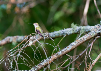 Ruby Throated Humming bird in a boreal forest in Northern Quebec after its long migration north. Very small hummingbirds with a lot of fight to do the long trip from the south.