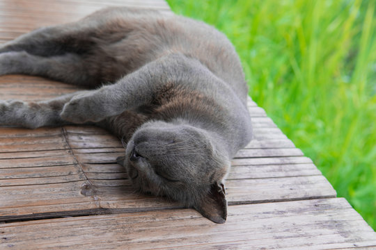 Sleeping Korat cat
