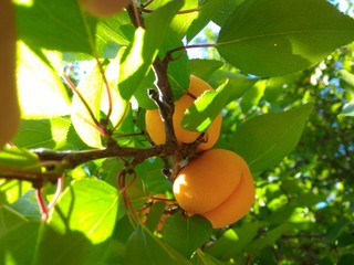 Плоды абрикоса на ветвях
