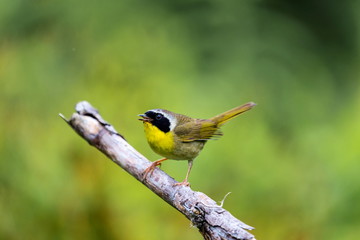 A broad black mask lends a touch of highwayman mystique to the male Common Yellowthroat. Look for these furtive, yellow-and-olive warblers skulking through tangled vegetation, often near marshes.