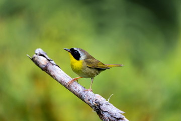 A broad black mask lends a touch of highwayman mystique to the male Common Yellowthroat. Look for these furtive, yellow-and-olive warblers skulking through tangled vegetation, often near marshes.