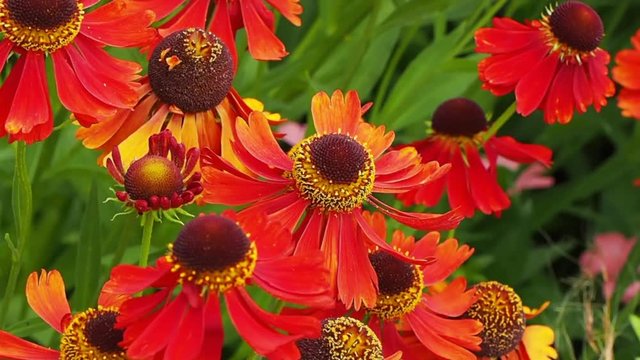 Helenium Flowers