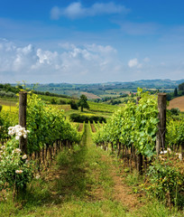 Fototapeta na wymiar Countryside of Tuscany, Italy
