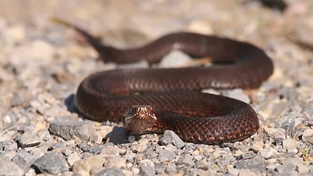 European Adder / Viper waiting for prey and ready for hunting looks at camera, Vipera berus