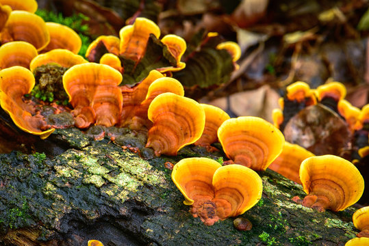 Ganoderma mushroom on timber in nature
