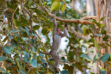 The bonnet macaque is a macaque endemic to southern India. Its distribution is limited by the Indian Ocean on three sides. These primates live in close family groups that have a hierarchy rule.