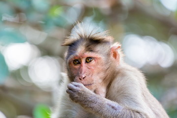 The bonnet macaque is a macaque endemic to southern India. Its distribution is limited by the Indian Ocean on three sides. These primates live in close family groups that have a hierarchy rule.