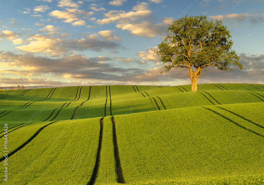 Poster lonely tree in a field