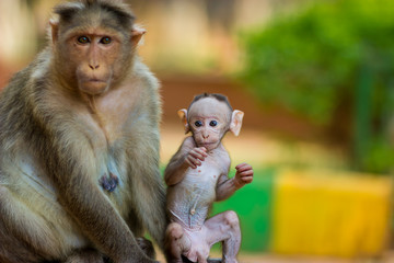 Naklejka premium Baby Macaque India with its mother close at hand. Part of the big banyan tree troop near Bangalore.