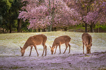 Naklejka premium Deers at Nara park during a sunny day in the cherry blossom seas