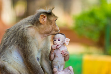 Baby Macaque India with its mother close at hand. Part of the big banyan tree troop near Bangalore.