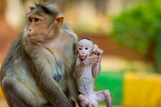 Baby Macaque India with its mother close at hand. Part of the big banyan tree troop near Bangalore.