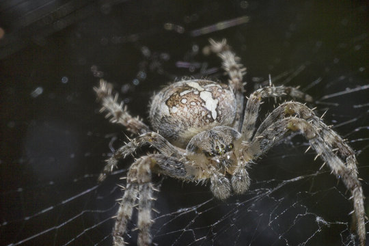 Close up spider macro