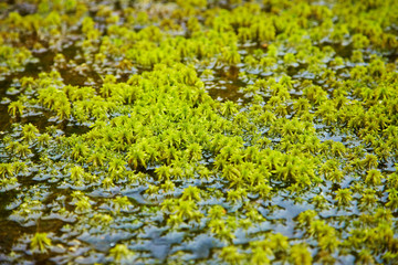Northern moss grows among water