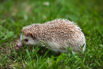 hedgehog in the green grass