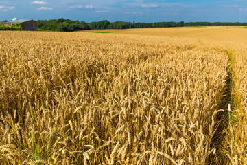 Gold wheat fields and dramatic blue sky in July, Belgium