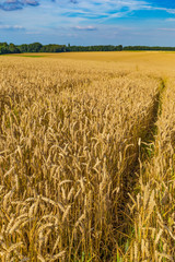 Gold wheat fields and dramatic blue sky in July, Belgium