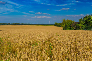Gold wheat fields and dramatic blue sky in July, Belgium