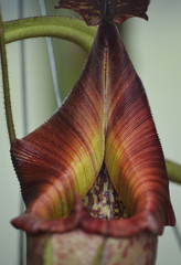 Nepenthes