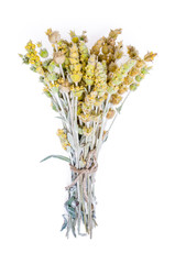 Bouquet of dried flowers yarrow on white background. The is known as an herb widely used with curative intent. © Irina Sokolovskaya