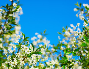 Fototapeta premium Frame of cherry blossoms against the blue sky