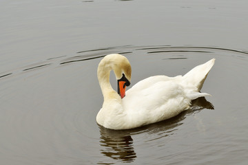 Fototapeta premium White Swan on the lake.