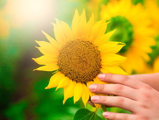 Flowers. sunflower close up