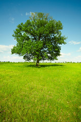 Fototapeta na wymiar Landscape - field with oak