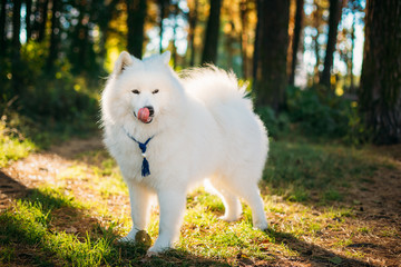 Happy White Samoyed Dog Outdoor in Park