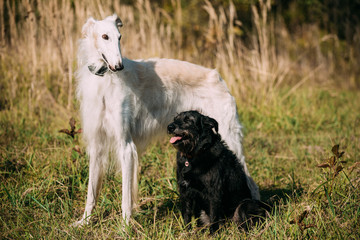 Fototapeta premium Black Mixed Breed and Hunting Dog and White Russian Borzoi, Borz