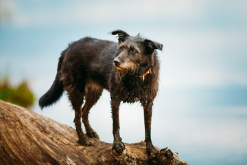 Small Size Black Mixed Breed Dog On Trunk Of Fallen Tree