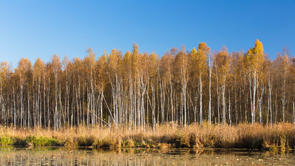 Panorama of Beautiful Birch forest and pond in autumn season