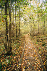 Wooden boarding path way pathway in autumn forest