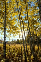 The Sun Shining Through Aspen Trees in the Fall
