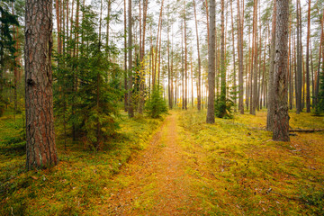 Winding Path Lane Walkway Way Through Beautiful Coniferous Autumn