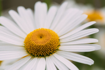Fototapeta premium Macro Focus Of One Blooming Garden Flower, White Chamomile,