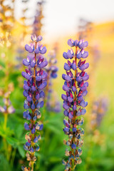 Wild Flowers Lupine In Summer Field Meadow. Close Up. Lupinus,