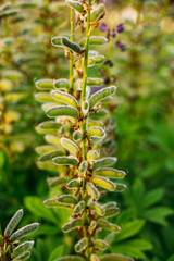 Deflorate Wild Flowers Lupine With Seed Pods In Summer Spring