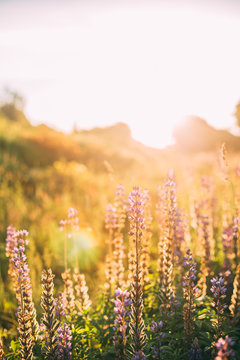 Wild Bloomy Flowers Lupine, Lupinus, Lupin In Sunset Sunrise © Grigory Bruev