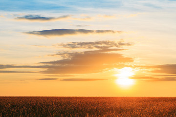 Eared Wheat Field,  Summer Cloudy Sky In Sunset Dawn Sunrise. Sk